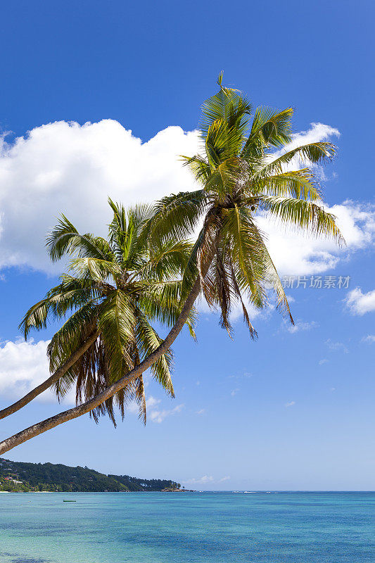 热带棕榈树，塞舌尔群岛