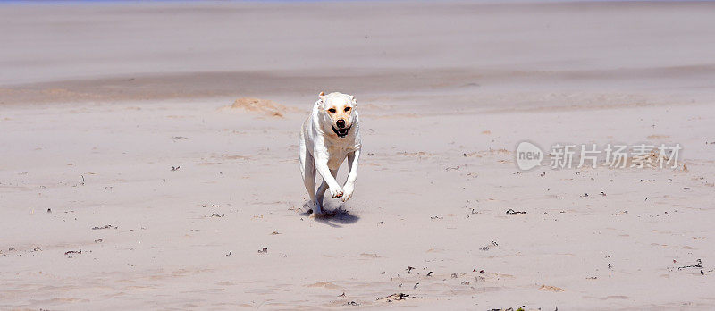 海滩上的拉布拉多寻回犬