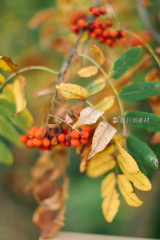秋，环境，野生生活理念。壮观的秋天近距离拍摄的一束花楸浆果也被称为山灰，树的叶子部分是黄色和干燥的浆果
