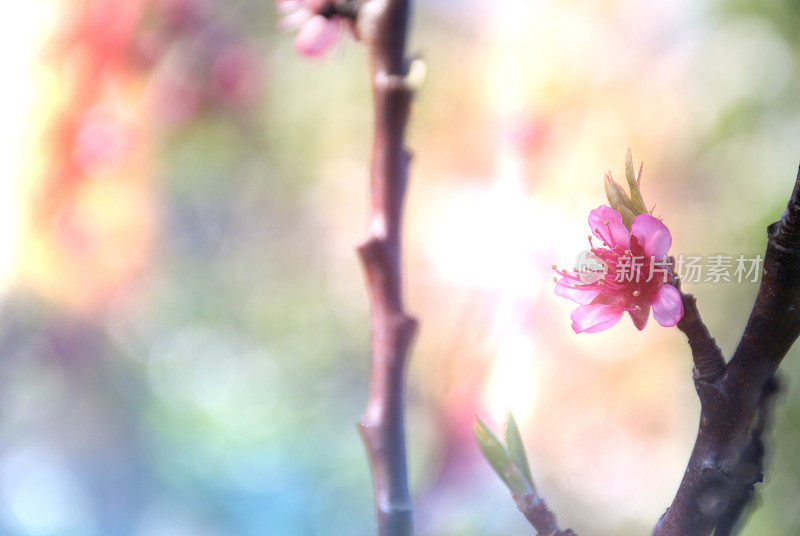 花中的梨花