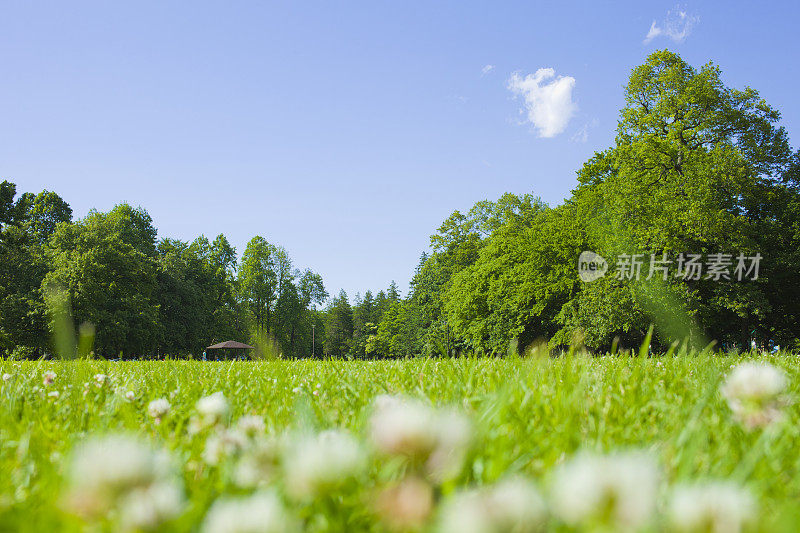 公园里盛开的白色三叶草