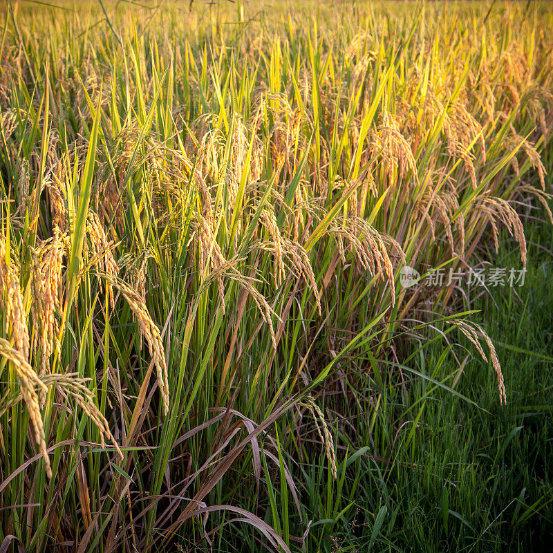 户外种植的一种水稻。油菜稻的茎秆优美地垂下来。一个绿色水稻作物收获的特写。