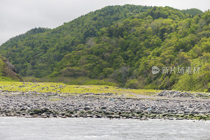 日本北海道知床半岛海岸的棕熊