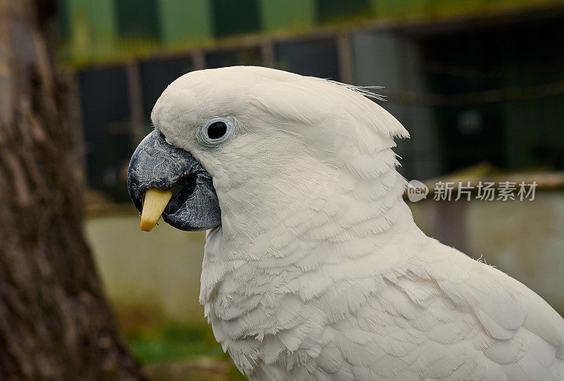 白凤头鹦鹉在吃东西，靠近点。