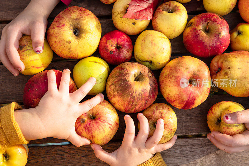 孩子们在果园里收集苹果和梨