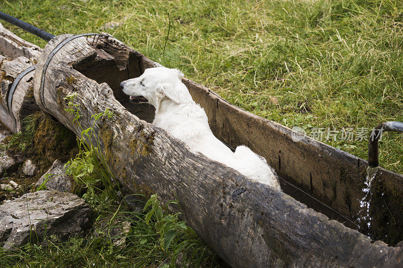 牧羊犬在水槽里休息
