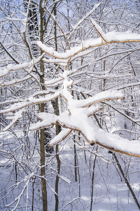 树枝上有冰和雪