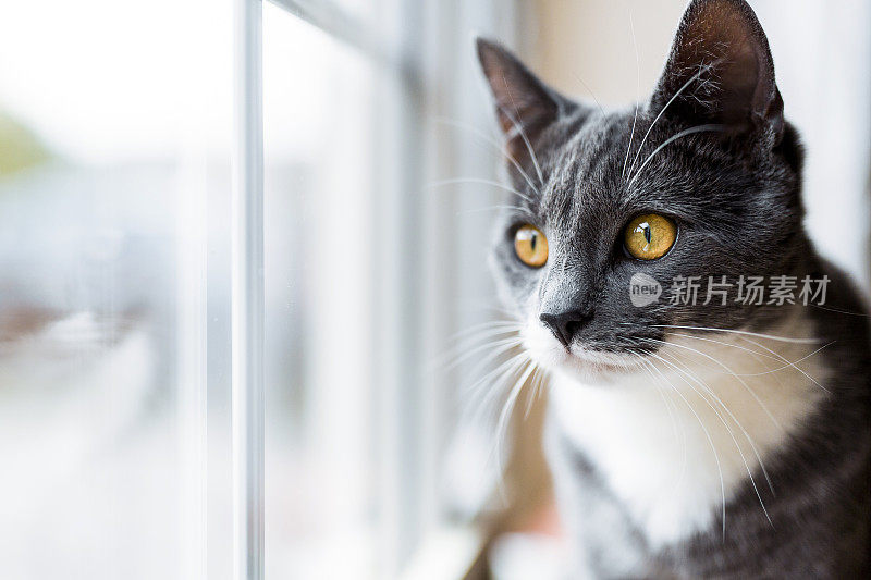 灰猫向窗外看的特写