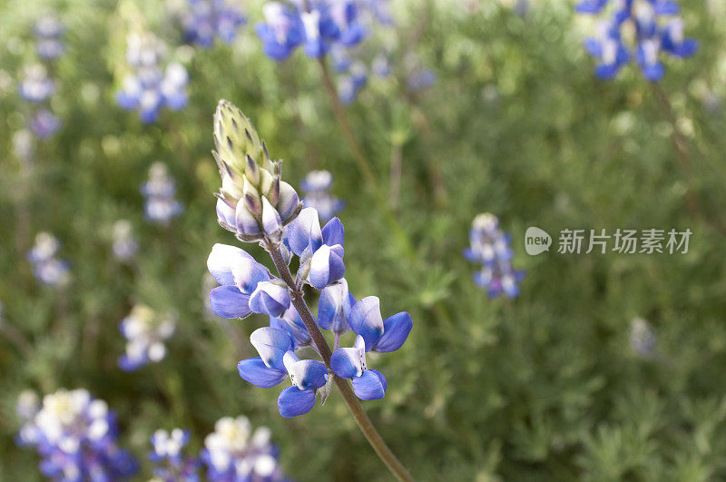 羽扇豆野花的特写