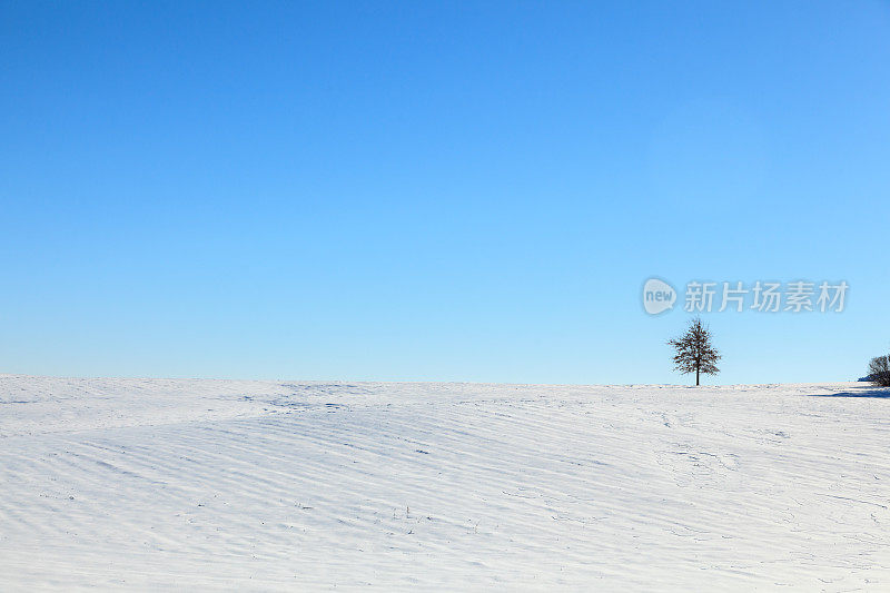 白雪覆盖的农田里的一棵树