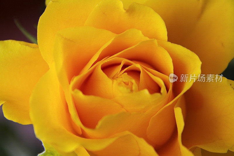 新鲜的黄玫瑰