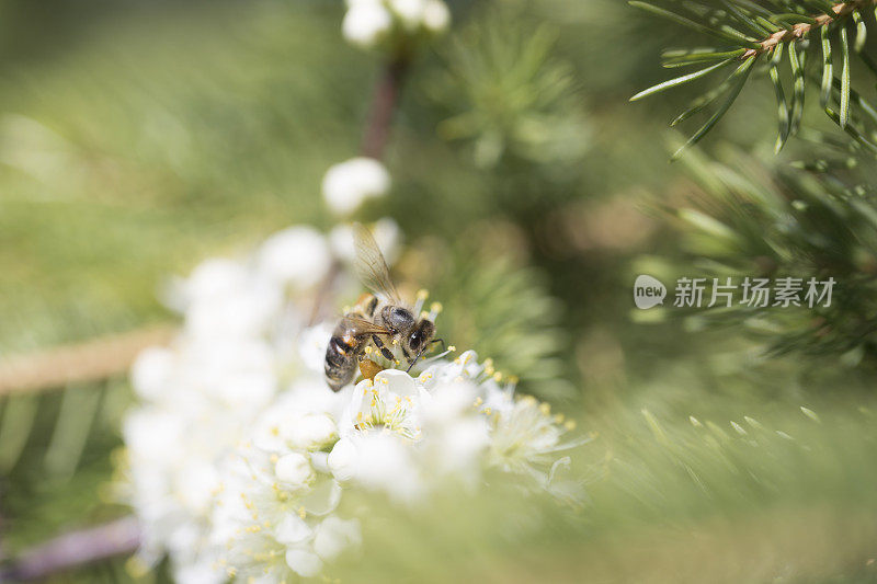 白梅花上的蜜蜂