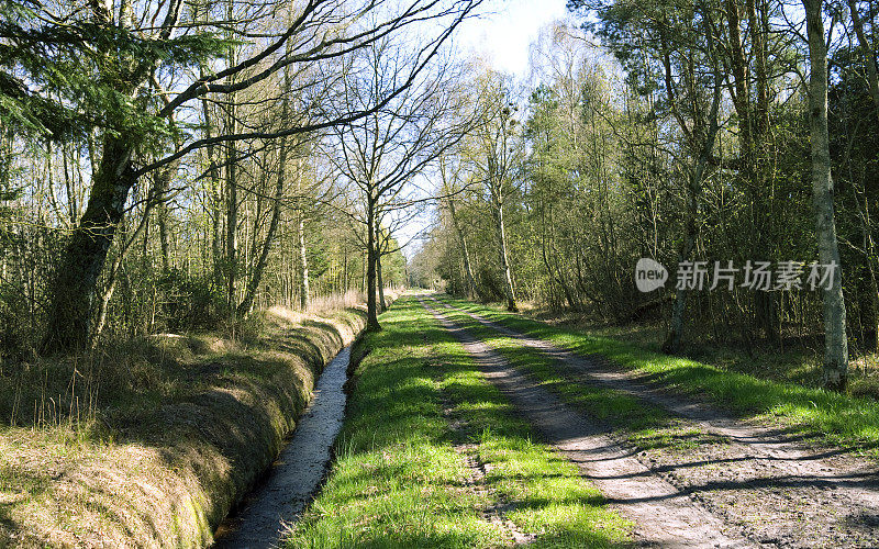 丹麦:春天，北日德兰半岛森林小路上的小沟渠