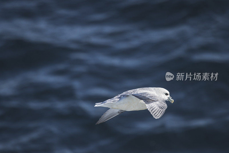 北方管鼻鸟出海