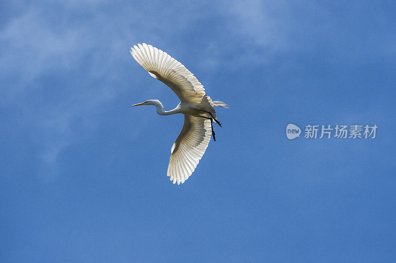 埃尔霍恩沼泽筑巢区上空飞行中的大白鹭