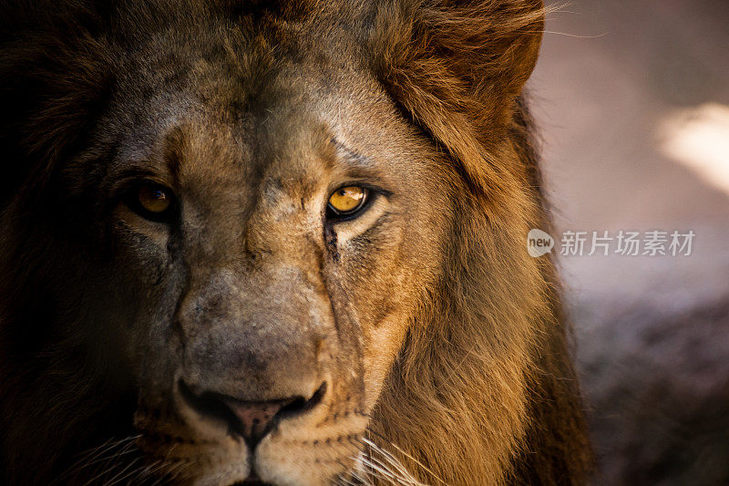 狮子直视着摄像机。