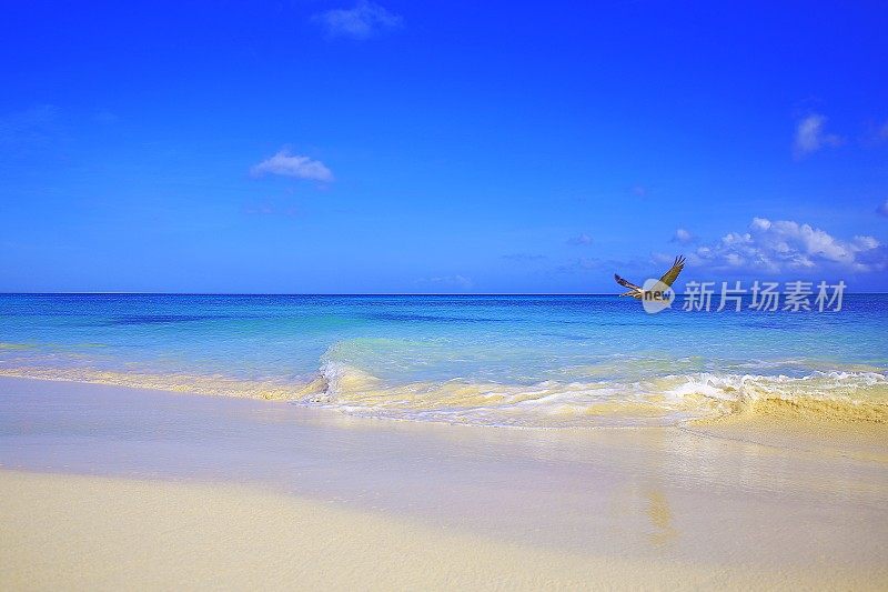 鹈鹕海鸟在阿鲁巴与绿松石蓝色泻湖的热带海滩上飞行，夏天的天堂-荷属安的列斯群岛，加勒比海蓝色的海