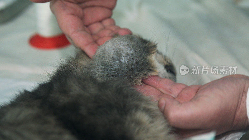 兽医检查患有肿瘤的猫