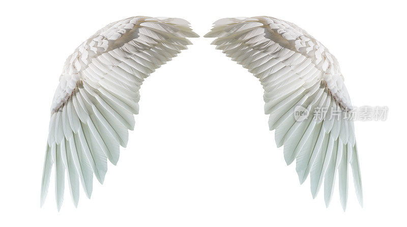天使的翅膀，自然的白色翅膀羽毛孤立在白色背景和剪辑部分