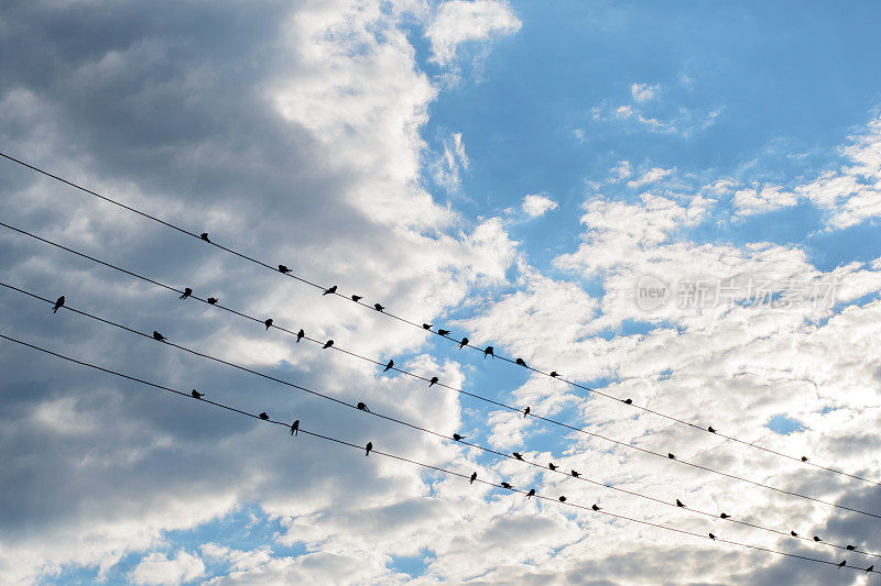 一群鸟坐在电线上，映衬着美丽的天空