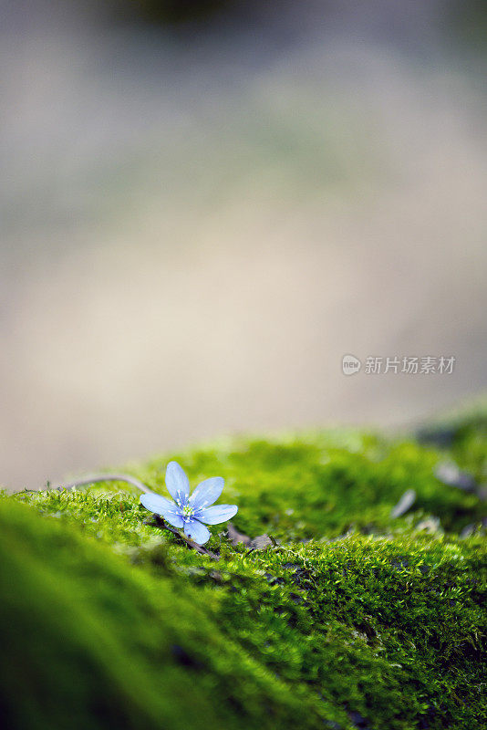 自然湖滨风景:花在苔藓上