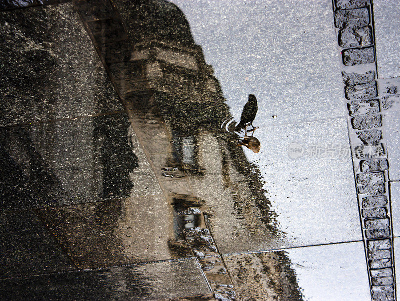 一只麻雀和一座下雨天的城市模糊的倒影