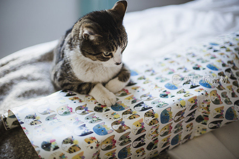 猫爬在包装好的礼物上