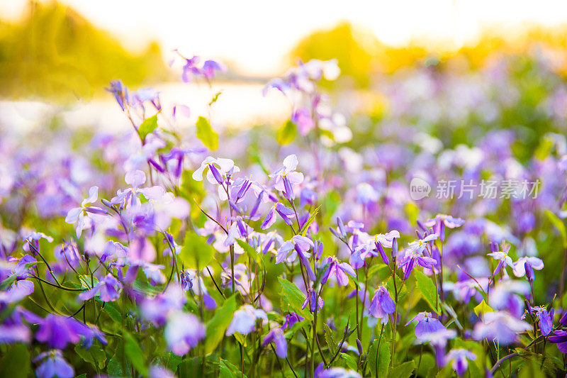 夕阳下的小花