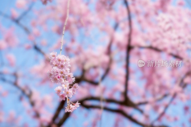 日本樱花(樱花)盛开在日本京都。