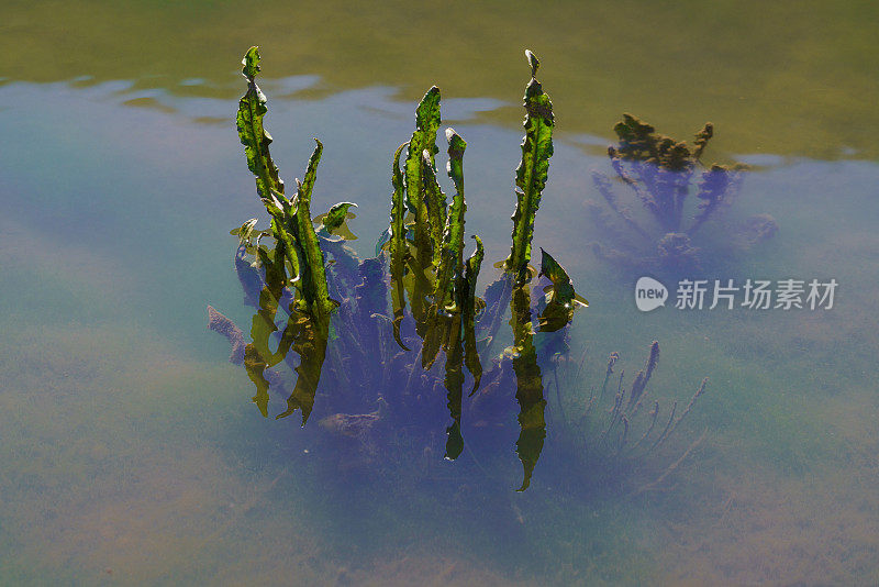 沼泽中生长的海草