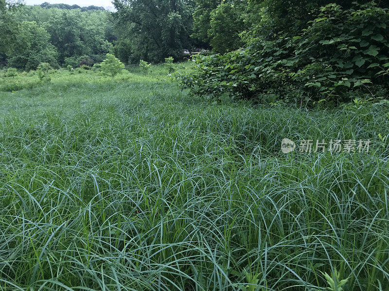 湿地的沼泽草