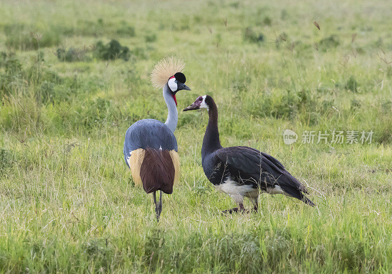 灰冠鹤和刺翼鹅，非洲的两只鸟