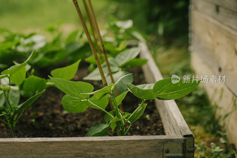 种植白色的博洛蒂豆在托盘领在花园里