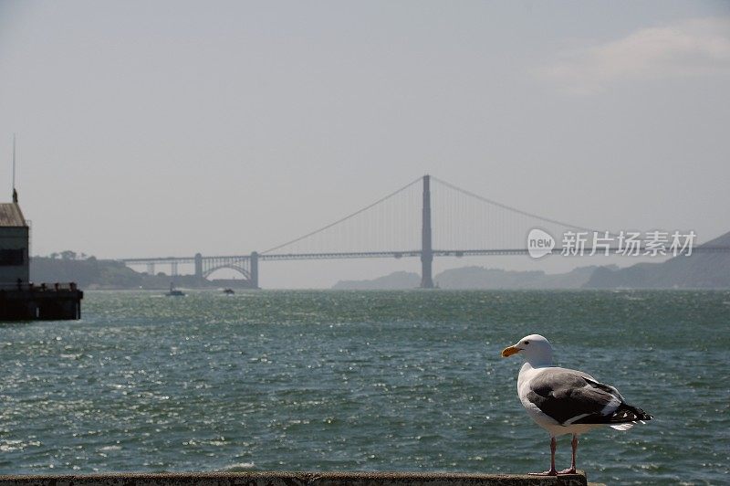 海鸟在行动