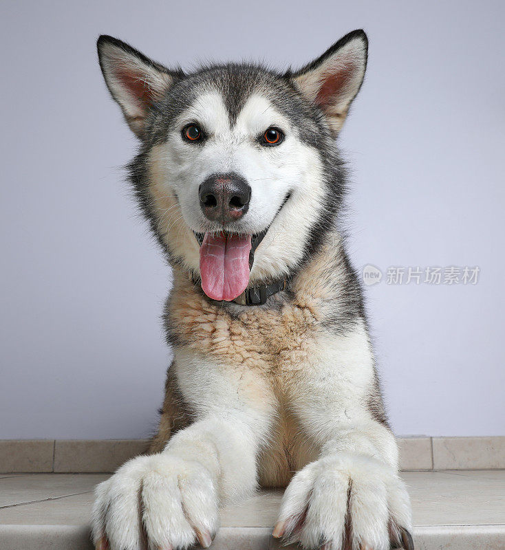 希望被收养的阿拉斯加雪橇犬