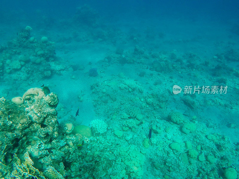 红海中的水下珊瑚礁