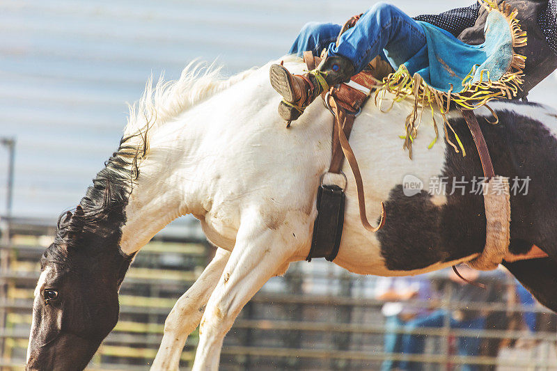 犹他州牛仔鞍马野马无鞍骑西部户外和牛仔竞技会踩踏的牧场骑马的马放牧家畜