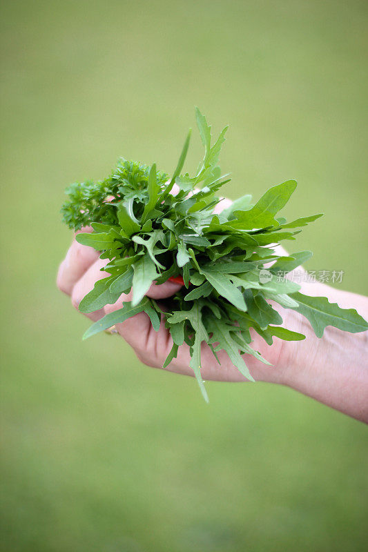 手里拿着刚从花园里摘来的香草