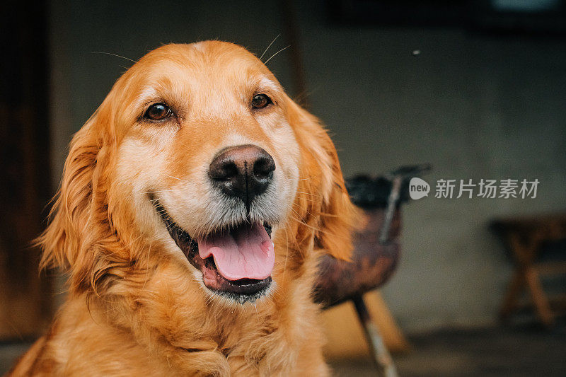 年轻漂亮的金毛猎犬在镜头前大笑