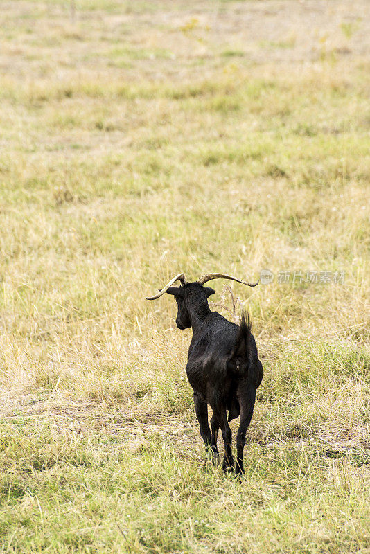 一只黑山羊正在希腊的草原上行走