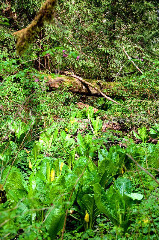 典型的西北溪流，有臭鼬卷心菜、蕨类植物、桤木和其他湿地植物