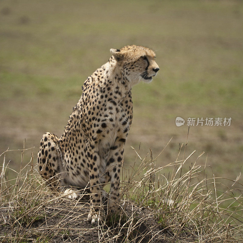 肯尼亚马赛马拉的猎豹