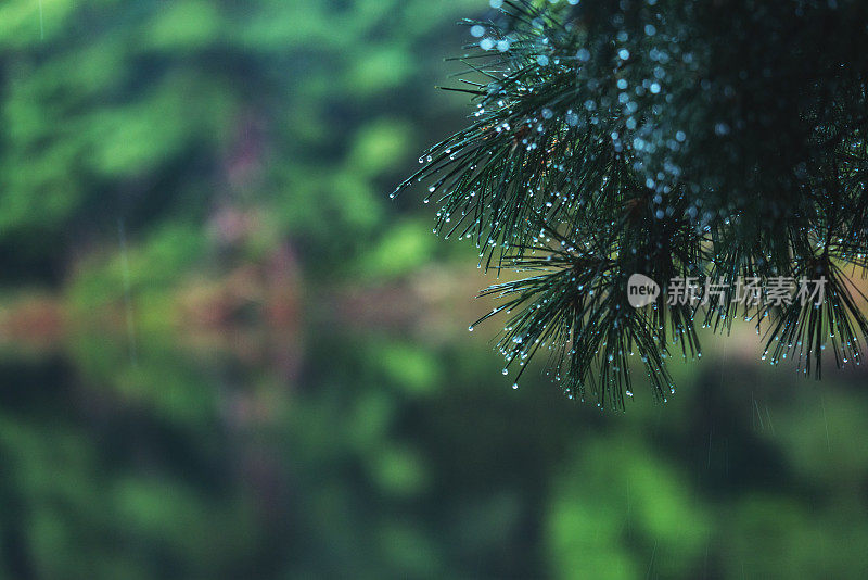 新鲜的雨