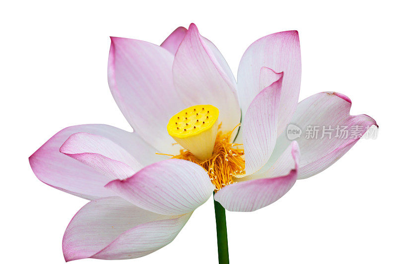 Lotus睡莲