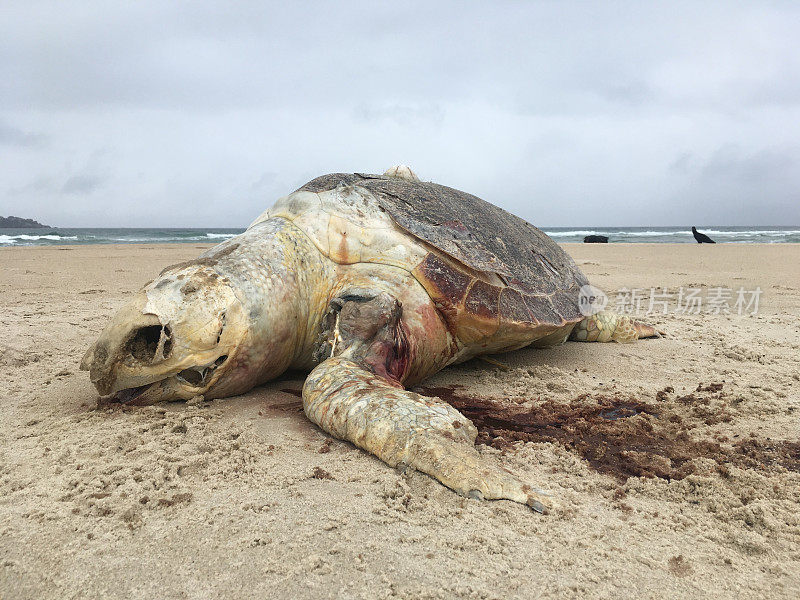 在Florianópoli的海滩上发现了死海龟