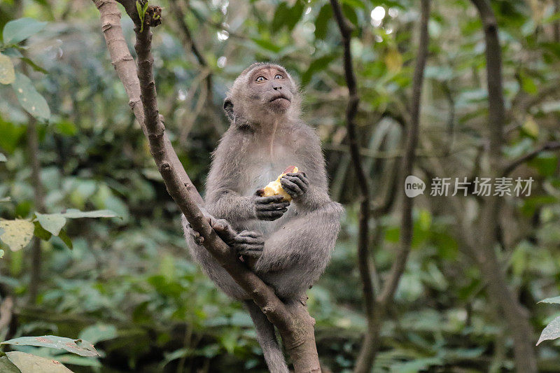 猴子在丛林里坐着吃东西