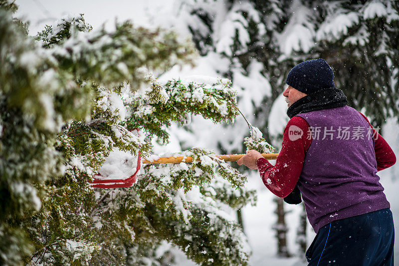 大雪过后，高年级学生清理树上的积雪