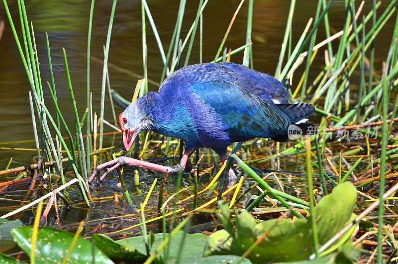 紫色Gallinule