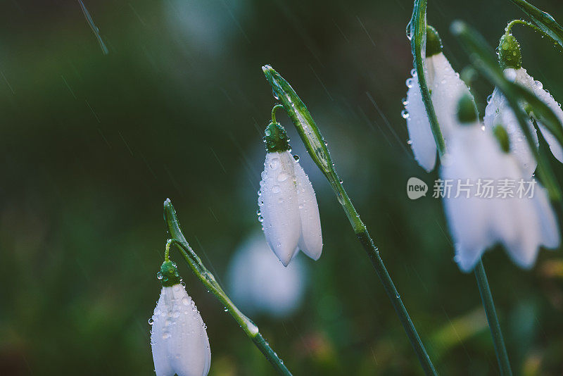 雪莲花上的春雨