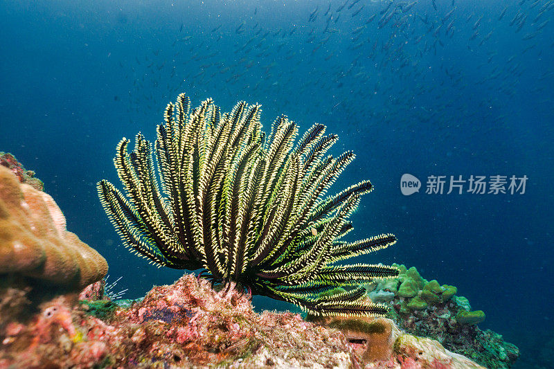 珊瑚礁上的水下羽毛海星(掌纹海星)